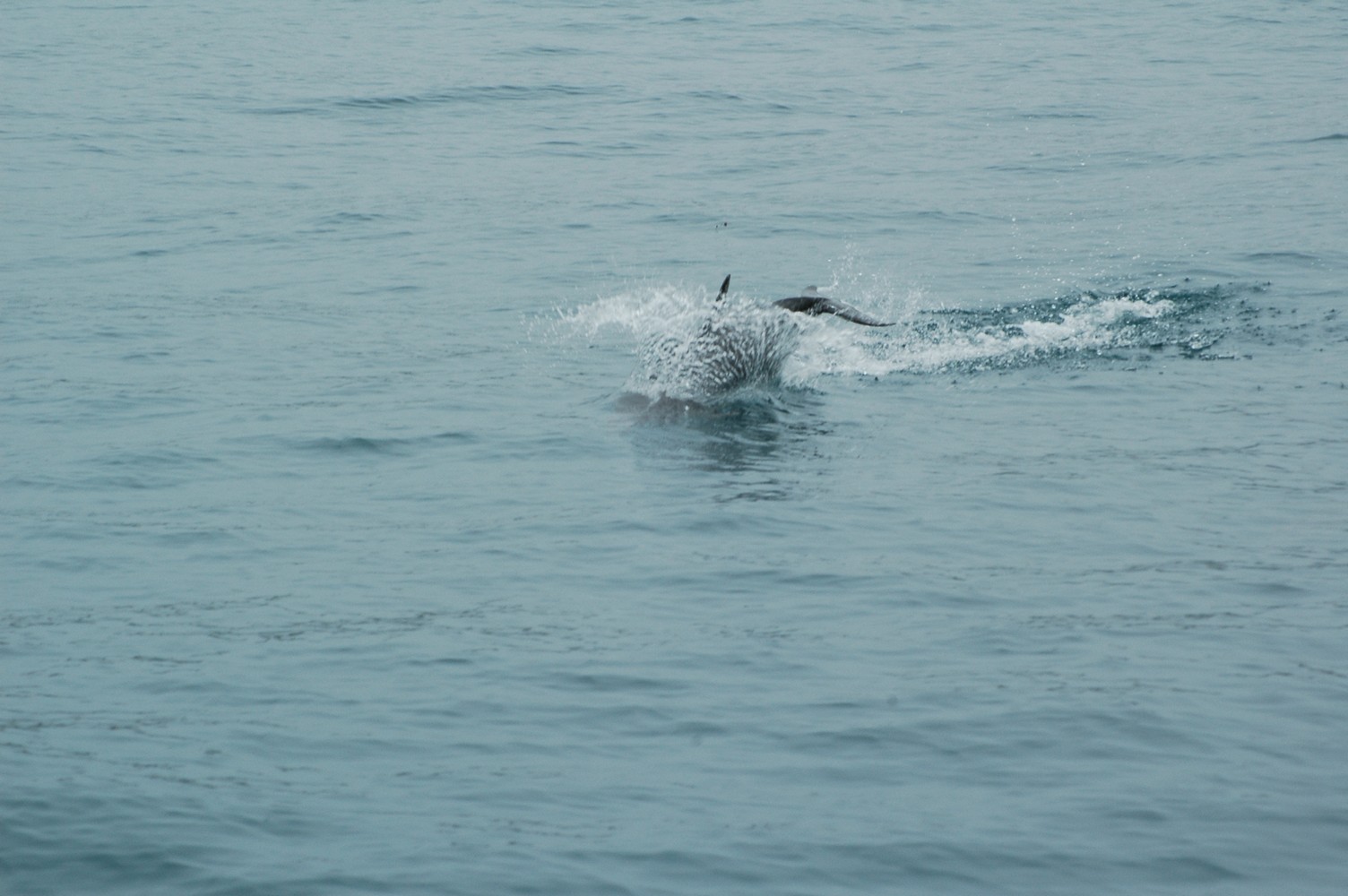 188   30 01   Kaikoura